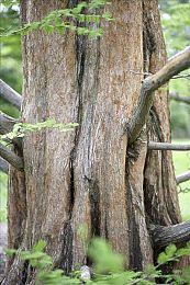 EA首席技术官Ken Moss即将离职 入职八年